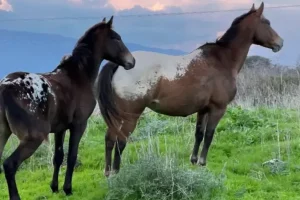 Appaloosa × Tennessee = Walkaloosa