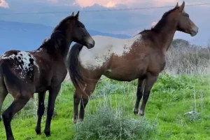 אפלוסה X טנסי = ווקלוסה