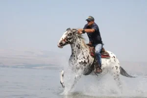 Riding in the Sea of Galilee with Shon