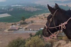 View of the ranch from the Laviya complex